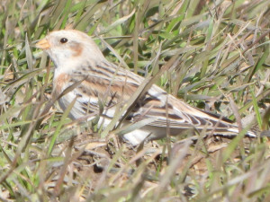 Na střední Moravě se začala objevovat vzácná sněhule severní. Hejna táhnou na sever Evropy