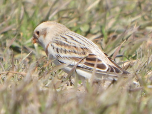 Na střední Moravě se začala objevovat vzácná sněhule severní. Hejna táhnou na sever Evropy