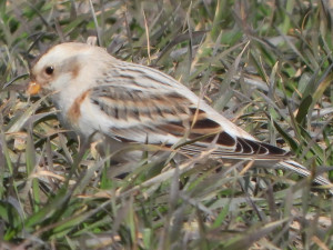 Na střední Moravě se začala objevovat vzácná sněhule severní. Hejna táhnou na sever Evropy