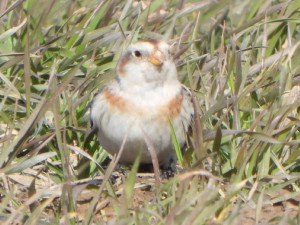 Na střední Moravě se začala objevovat vzácná sněhule severní. Hejna táhnou na sever Evropy