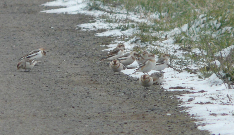 Na střední Moravě se začala objevovat vzácná sněhule severní. Hejna táhnou na sever Evropy