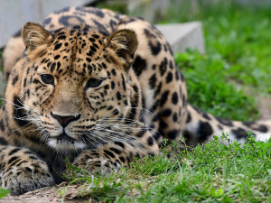 Ukrajinští občané mohou zdarma navštívit Zoo na Svatém Kopečku