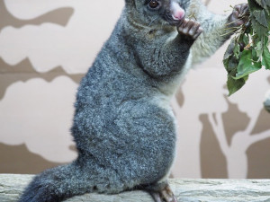 Pavilon netopýru v olomoucké zoo prošel rekonstrukcí. Vrací se do něj kusu liščí