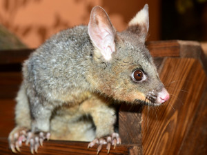 Pavilon netopýru v olomoucké zoo prošel rekonstrukcí. Vrací se do něj kusu liščí