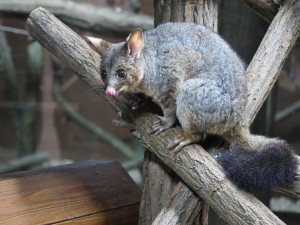 Pavilon netopýru v olomoucké zoo prošel rekonstrukcí. Vrací se do něj kusu liščí