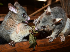 Pavilon netopýru v olomoucké zoo prošel rekonstrukcí. Vrací se do něj kusu liščí