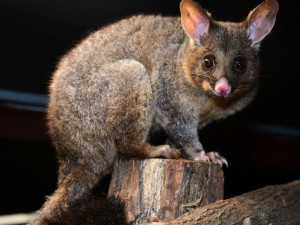 Pavilon netopýru v olomoucké zoo prošel rekonstrukcí. Vrací se do něj kusu liščí