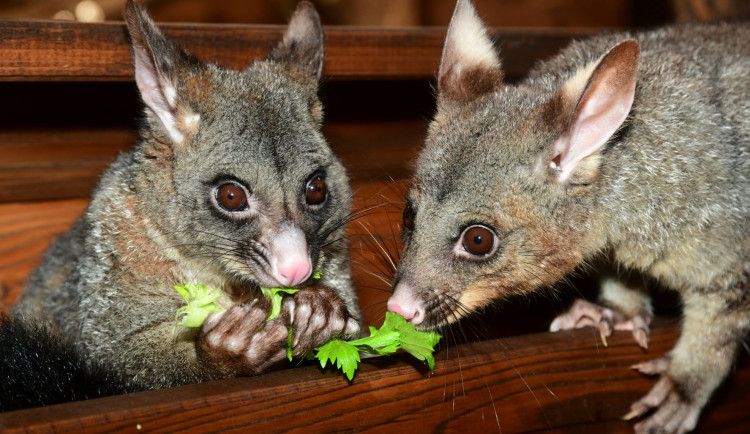 Pavilon netopýru v olomoucké zoo prošel rekonstrukcí. Vrací se do něj kusu liščí