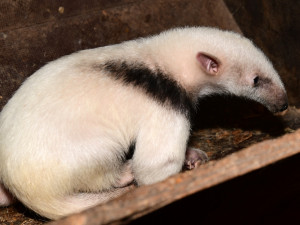 V olomoucké zoo se narodila 2 mláďata mravenečníků. Fotografovi se podařilo zachytit alespoň jedno z nich