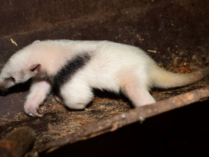 V olomoucké zoo se narodila 2 mláďata mravenečníků. Fotografovi se podařilo zachytit alespoň jedno z nich