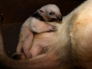 V olomoucké zoo se narodila 2 mláďata mravenečníků. Fotografovi se podařilo zachytit alespoň jedno z nich