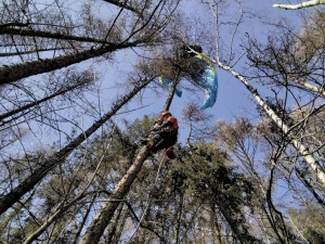 Paraglidista uvízl na stromě u Milenova, sundávali ho hasiči. Vyvázl bez zranění
