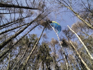 Paraglidista uvízl na stromě u Milenova. Muž vyvázl bez zranění