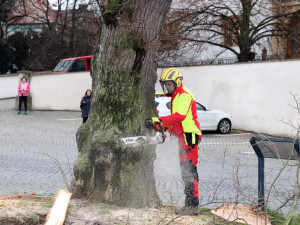 Šest staletých líp na přerovském Horním náměstí pokáceli pracovníci odborné firmy