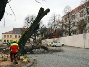 Šest staletých líp na přerovském Horním náměstí pokáceli pracovníci odborné firmy