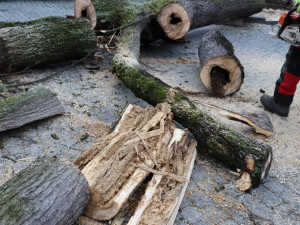 Šest staletých líp na přerovském Horním náměstí pokáceli pracovníci odborné firmy