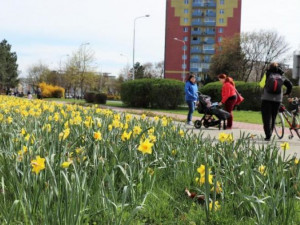 Přerov opět ozdobí barevné květinové koberce. Obyvatelé se mohou těšit také na novou mlžnou bránu