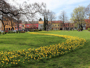 Přerov opět ozdobí barevné květinové koberce. Obyvatelé se mohou těšit také na novou mlžnou bránu