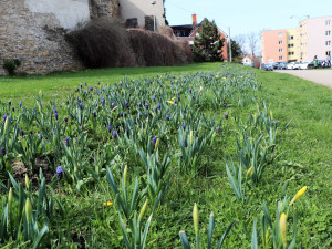 Přerov opět ozdobí barevné květinové koberce. Obyvatelé se mohou těšit také na novou mlžnou bránu