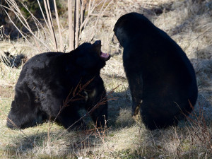 Vstávat a ven z brlohu. Baribalové v Zoo na Svatém Kopečku vyrazili do výběhu
