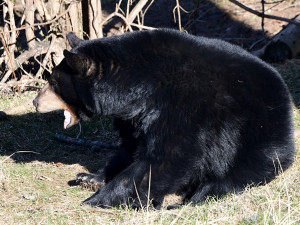 Vstávat a ven z brlohu. Baribalové v Zoo na Svatém Kopečku vyrazili do výběhu