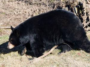 Vstávat a ven z brlohu. Baribalové v Zoo na Svatém Kopečku vyrazili do výběhu