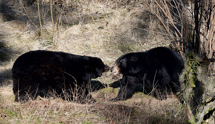 V Zoo Olomouc žije pár medvědů - Mino a Tracy