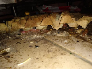 Nános špíny na nožích i myší trus ve skladu. Inspekce zavřela olomouckou restauraci