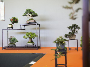 Výstava Flora Olomouc