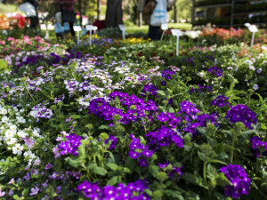 Výstava Flora Olomouc