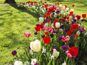 Výstava Flora Olomouc