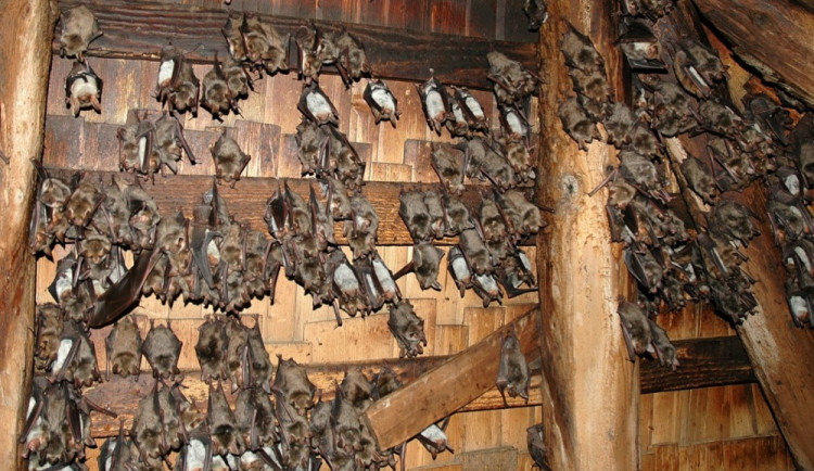 Netopýr velký - ilustrační foto