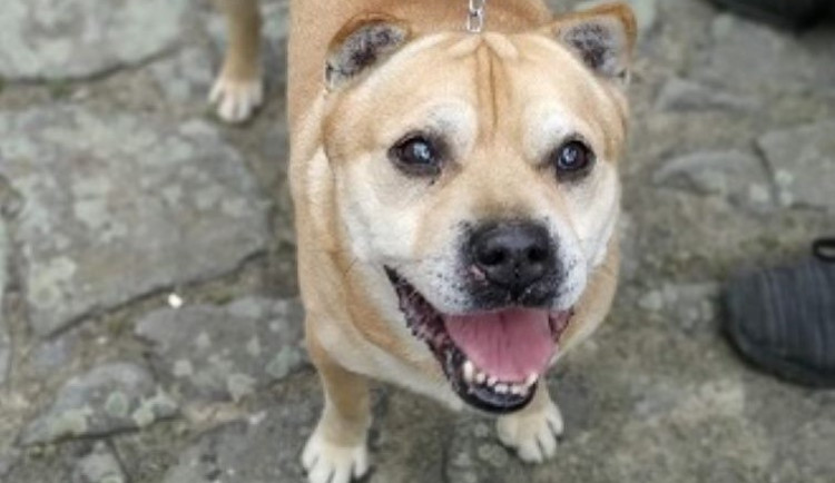 HLEDÁME PÁNÍČKA: Dareček, Napoleonka a Maxík z Čech pod Kosířem čekají na svou šanci