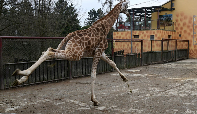 VIDEO: Do olomoucké zoo přijel nový žirafí samec. Dvouapůlletý Michal pochází z polské Opole
