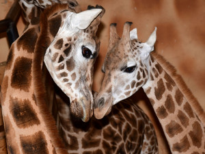 Do olomoucké zoo přijel nový žirafí samec. Michal pochází z polské Opole