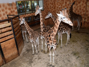 Do olomoucké zoo přijel nový žirafí samec. Michal pochází z polské Opole