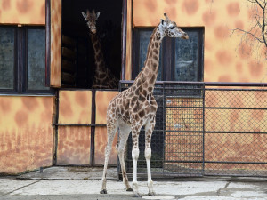 Do olomoucké zoo přijel nový žirafí samec. Michal pochází z polské Opole