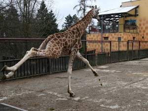 VIDEO: Do olomoucké zoo přijel nový žirafí samec. Dvouapůlletý Michal pochází z polské Opole