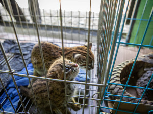 Pašeráka zvířat pomohli dopadnout čeští ochranáři. Zooložka z olomoucké zoo vše zdokumentovala