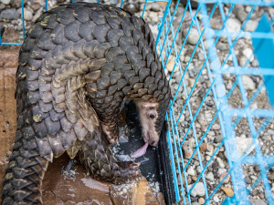 Pašeráka zvířat pomohli dopadnout čeští ochranáři. Zooložka z olomoucké zoo vše zdokumentovala