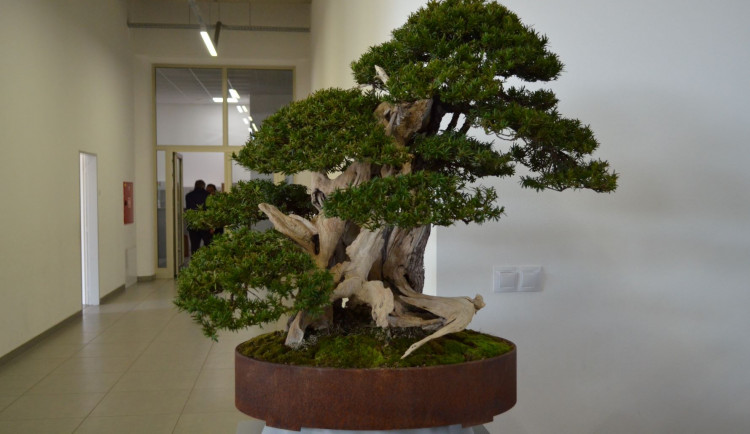 Jarní Flora v Olomouci představí přes šest set let starou bonsaj z tisu