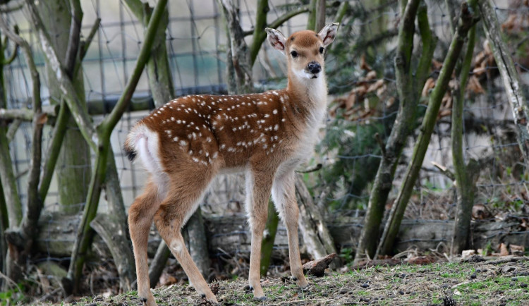 V olomoucké zoo se ukázala tři mláďata sika vietnamského. Ve volné přírodě už nežije