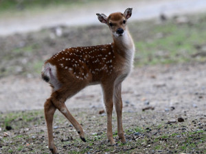 Mláďata sika vietnamského se v olomoucké zoo seznamují s výběhem. Ve volné přírodě už nejsou