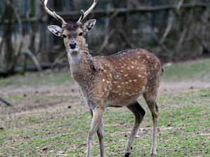 Mláďata sika vietnamského se v olomoucké zoo seznamují s výběhem. Ve volné přírodě už nejsou