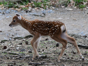 Mláďata sika vietnamského se v olomoucké zoo seznamují s výběhem. Ve volné přírodě už nejsou