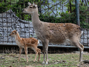 Mláďata sika vietnamského se v olomoucké zoo seznamují s výběhem. Ve volné přírodě už nejsou