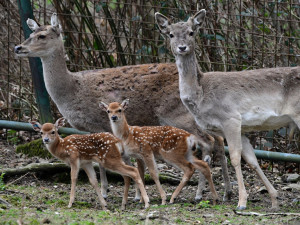 Mláďata sika vietnamského se v olomoucké zoo seznamují s výběhem. Ve volné přírodě už nejsou