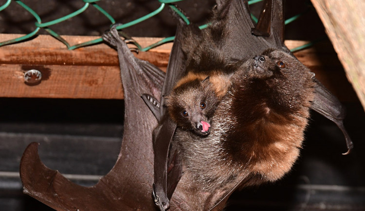 Kaloň zlatý neboli rodriguezský v olomoucké zoo