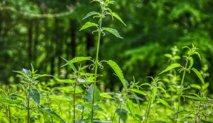 size3-size4-16500990381412-60-koprivy-budou-beznou-soucasti-jidelnicku-mysli-si-vedci-z-brna