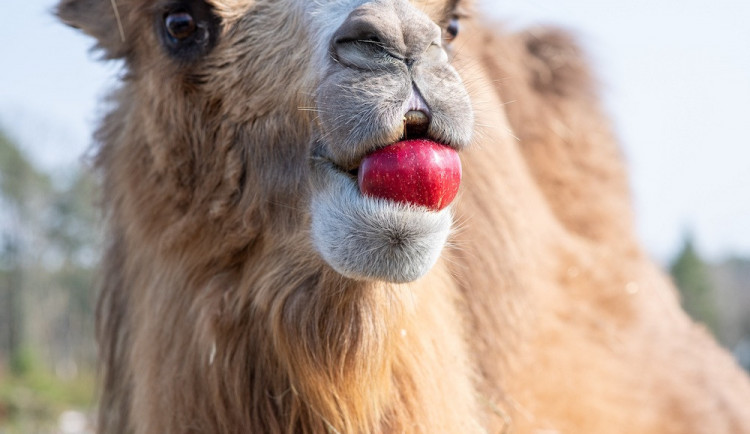 size4-16498539230623-2-penny-neplytva-a-posila-do-zoo-zdrave-ovoce-a-zeleninu